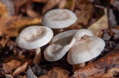 Clitocybe phyllophila