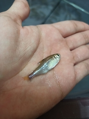 Hyphessobrycon pulchripinnis