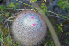 Melocactus macracanthos