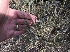 Ephedra trifurca