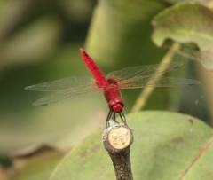 Urothemis signata
