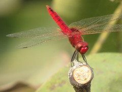 Urothemis signata