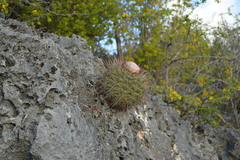 Melocactus macracanthos