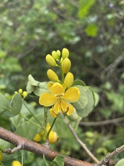 Senna bicapsularis
