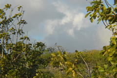 Patagioenas squamosa