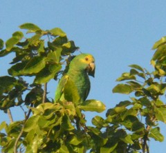Amazona barbadensis