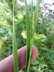 Carex hirta