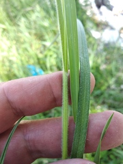 Carex hirta