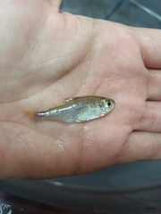 Hyphessobrycon pulchripinnis