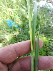 Carex hirta