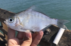 Hyperprosopon argenteum