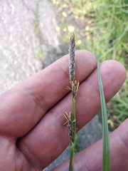 Carex hirta