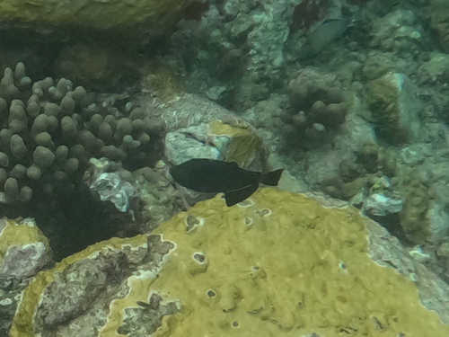 Black durgeon triggerfish