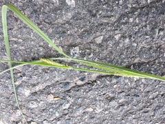 Carex hirta