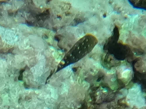 Stoplight parrotfish