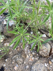 Cleome elegantissima