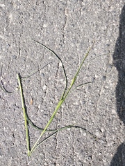 Carex hirta