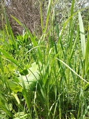 Carex hirta