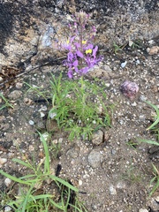 Cleome elegantissima