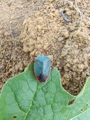 Edessa rufomarginata