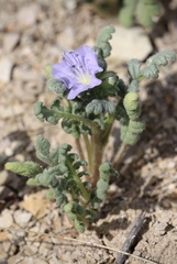 Phacelia ciliata