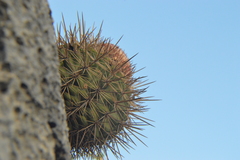 Melocactus macracanthos