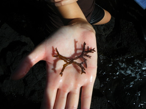 Gracilaria parvispora