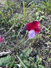 Lathyrus clymenum