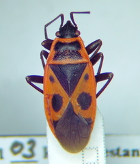 Pyrrhocoris apterus