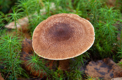 Cortinarius pholideus