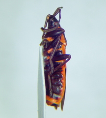 Pyrrhocoris apterus