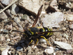 Odynerus consobrinus