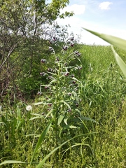 Cynoglossum officinale