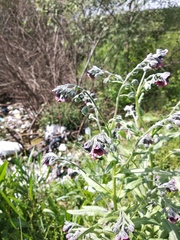 Cynoglossum officinale