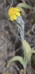 Monolopia stricta