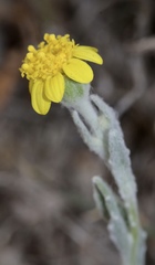 Monolopia stricta