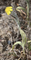 Monolopia stricta