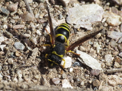 Odynerus consobrinus