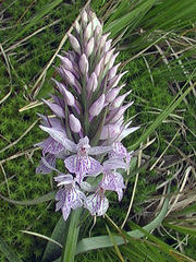 Dactylorhiza