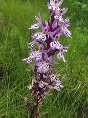Dactylorhiza fuchsii