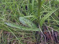 Dactylorhiza fuchsii
