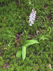 Dactylorhiza fuchsii