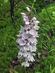 Dactylorhiza fuchsii