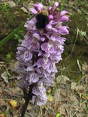 Dactylorhiza