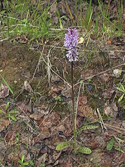 Dactylorhiza