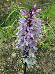 Dactylorhiza