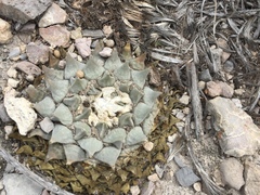 Ariocarpus retusus retusus