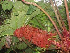 Gunnera insignis