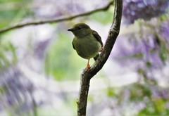 Golden-Collared Manakin photo 3