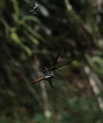 Micrathena militaris